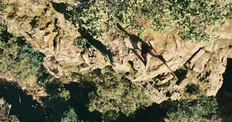 The pterodactyl prepares to hunt. Stock Footage 246692715