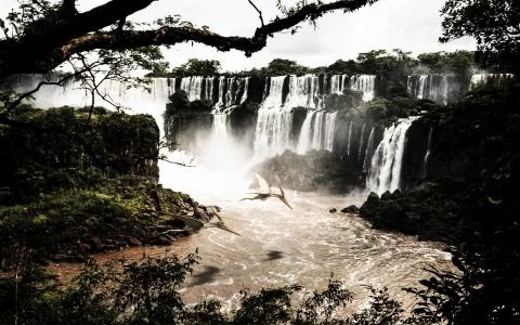 Pterodactyls Stock Illustration