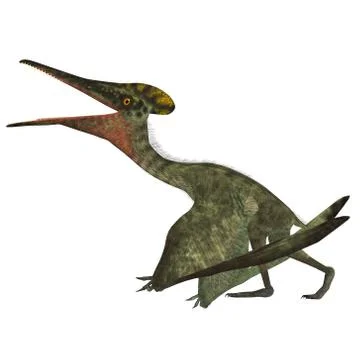 Pterodactylus with Folded Wings Stock Illustration