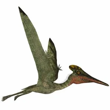 Pterodactylus Side Profile Stock Illustration