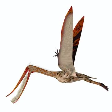 Pterodaustro Pterosaur Wings Up Stock Illustration