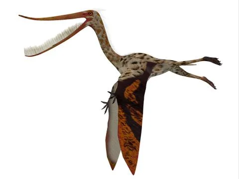 Pterodaustro Reptile Side Profile Stock Illustration