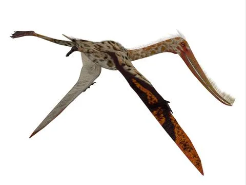 Pterodaustro Reptile Tail Stock Illustration
