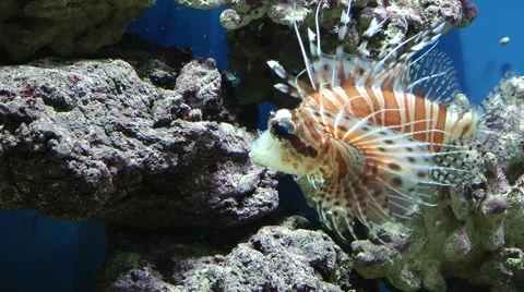 Pterois miles 2 Stock-Footage 51149446