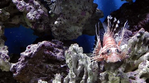Pterois miles Video stock 51149570