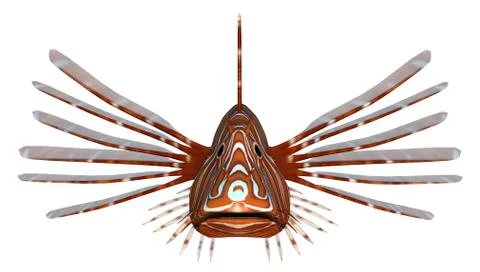 Pterois or lionfish Stock Illustration