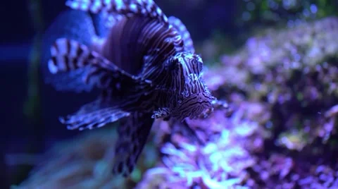 Pterois radiata Stock Footage