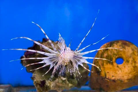 Pterois volitans Stock Photos