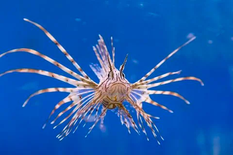 Pterois volitans Stock Photos