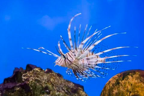 Pterois volitans Stock Photos