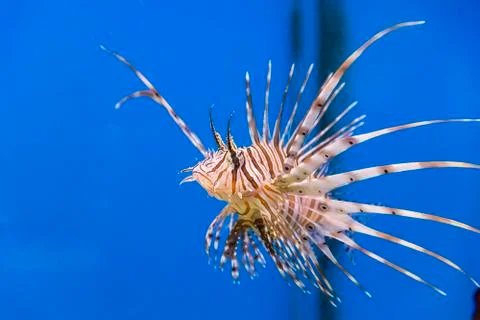 Pterois volitans Stock Photos