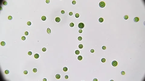 Pteromonas Angulosa alga-Algae Stock Footage 65523896