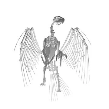 Pteronodon skeleton cartoon, Vector skeleton of extincted ancient flying re.. Stock Illustration