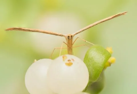 Pterophoridae Stock Photos