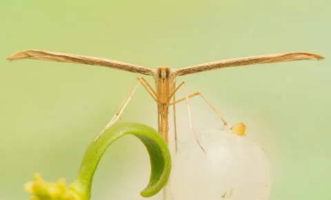 Pterophoridae Stock Photos