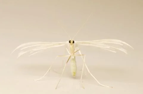 Pterophorus pentadactyla Stock Photos