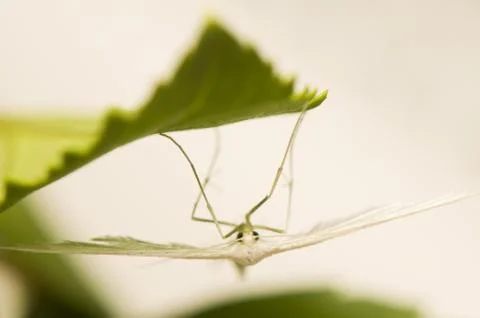 Pterophorus pentadactyla Foto stock