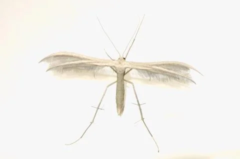 Pterophorus pentadactyla Foto stock