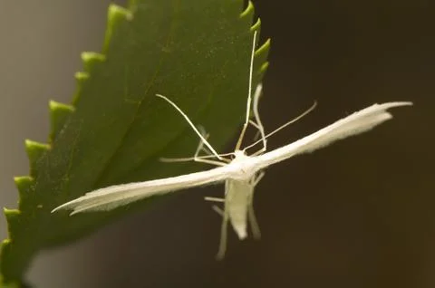 Pterophorus pentadactyla Stock Photos
