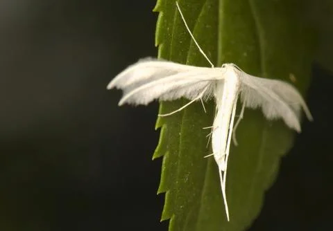 Pterophorus pentadactyla Stock Photos