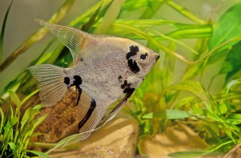 Pterophyllum altum Stock Photos