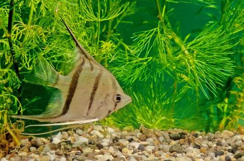 Pterophyllum altum Foto stock