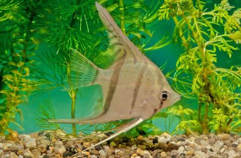 Pterophyllum altum Stock Photos