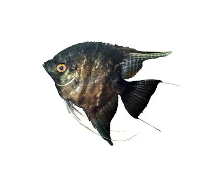 Pterophyllum scalare Stock Photos