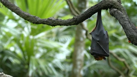 Pteropus (flying fox) on daytime rest upside down Vidéo 79399583