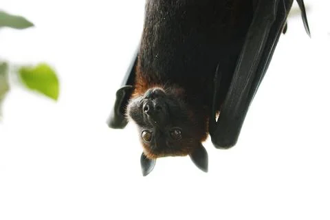Pteropus is a genus of megabats which are among the largest bats in the wor.. Stock Photos