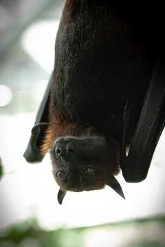 Pteropus is a genus of megabats which are among the largest bats in the wor.. Stock Photos