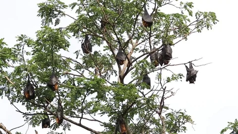 Pteropus lylei Bats Vídeos de archivo 89791166