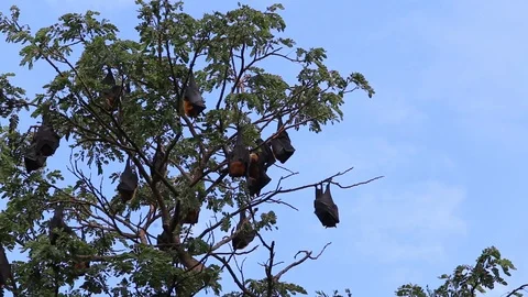 Pteropus lylei Bats on the tree Stock Footage 89791401