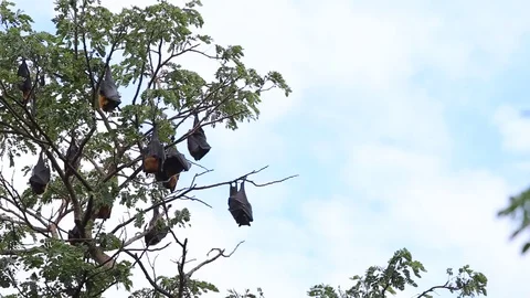 Pteropus lylei Bats on tree footage video Stock Footage 89791182