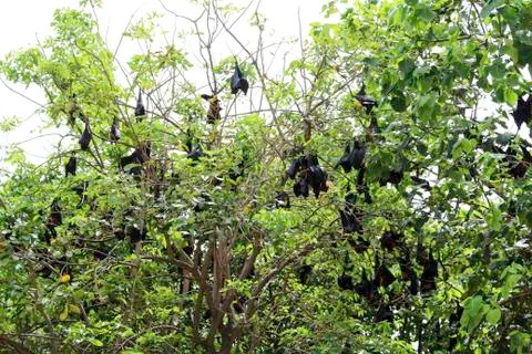 Pteropus lylei Stock Photos