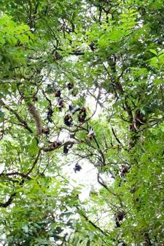 Pteropus lylei Stock Photos