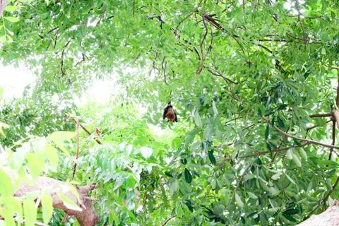 Pteropus lylei Stock Photos