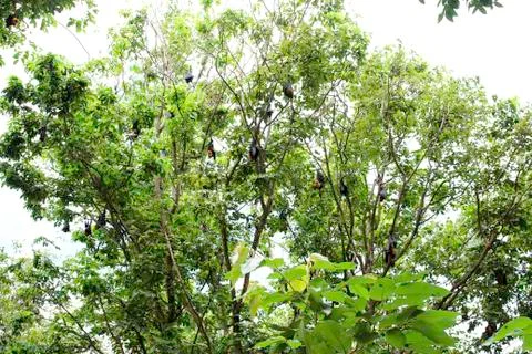 Pteropus lylei Stock Photos