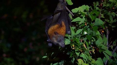 Pteropus poliocephalus - Gray-headed Flying Fox (Fruit bat) in the night, fly aw Stock Footage 124479294