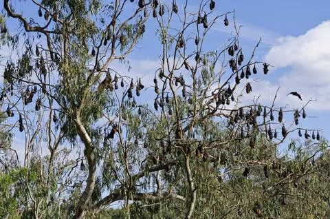 Pteropus poliocephalus, the grey headed fruit bat colony in Yarra Bend Park.. Stock Photos