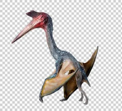 The Pterosaur , dinosaur on  isolated background Stock Photos