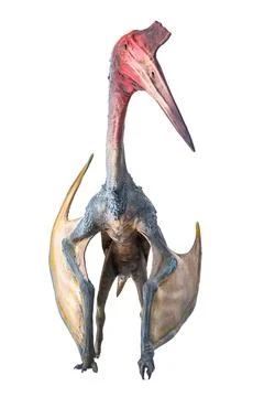 The Pterosaur , dinosaur on  isolated background Stock Photos