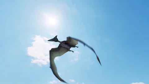 A Pterosaur flying high in the sky while watching the camera. Stock Footage 258653226