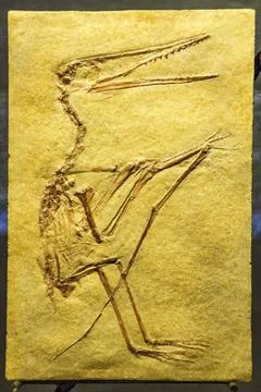  Pterosaur Pterosaur, 150 my, Jurasico,Dinosauria, dinosaur museum, hall o... Stock Photos