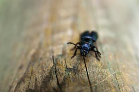 Pterostichus black beetle on wood Stock Photos