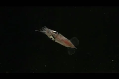 Pterygioteuthis squid Video stock 64857012