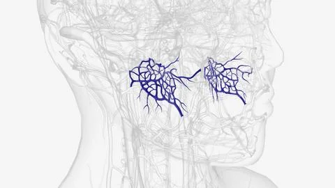 The pterygoid plexus is a fine venous plexus upon and within the lateral pter Stock Illustration