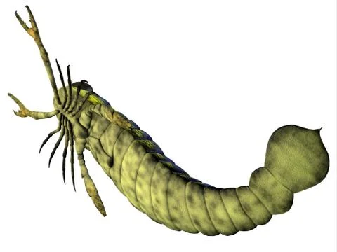 Pterygotus Underside Stock Illustration