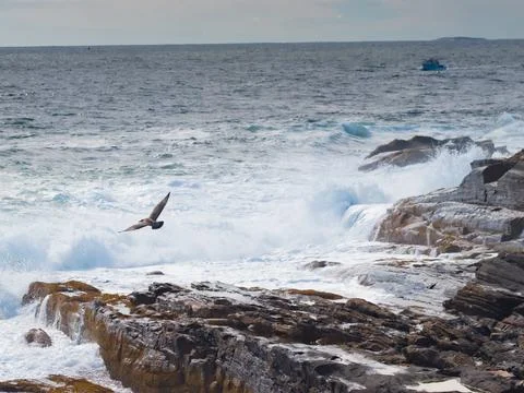 Pticurina Stock Photos