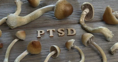 PTSD letters and fresh psychedelic psilocybin mushrooms. Stock Footage 280106711